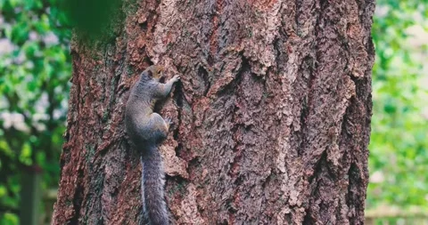 Adult gray squirrel digging through the bark of a tree Stock Footage 159636966