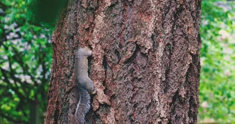 Adult gray squirrel digging through the bark of a tree Stock Footage 159636985