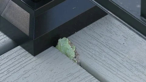 Adult Gray tree frog, resting in between deck boards, Eastern USA Stock Footage 340416628