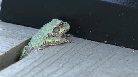 Adult Gray tree frog, resting in between deck boards, Eastern USA Stock Footage 340416680
