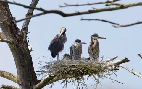 An adult Great Blue Heron with two juveniles in a nest. Parent is doing somethin Stock Photos