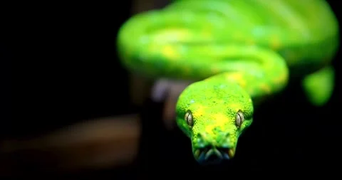 An adult green tree python Video stock 315293445