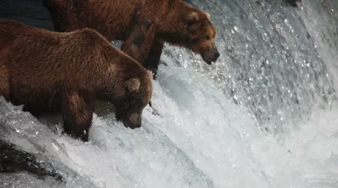 Adult Grizzlies at falls looking for fish -18 (salmon jumping) Stock Footage