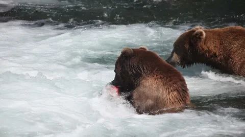 Adult Grizzly in river eating salmon -15 Stock Footage