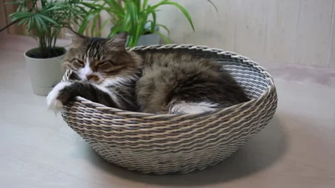 An adult, happy and lazy cat. Stock Footage