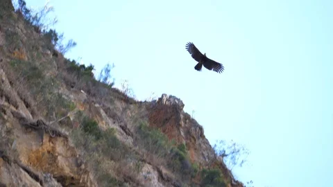 Adult Hawk Circles Between Cliffs of the Canyon De Maki, Madagascar Stock Footage 125344814