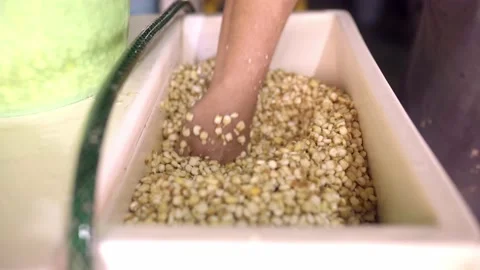 An adult Hispanic man is preparing the corn to make tortillas Stock Footage 221785611