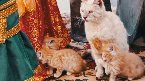 Adult homelles red mother cat washes herself and washes her red kittens Stock Footage