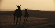 Adult Horse And Foal Silhouette, Running Across The Field, Slow Motion, Golden Stock Footage