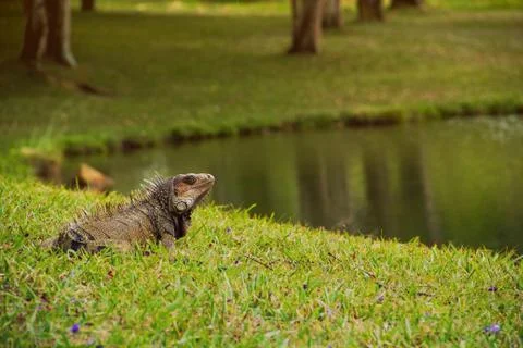 Adult iguana posing by a lake Stock Photos