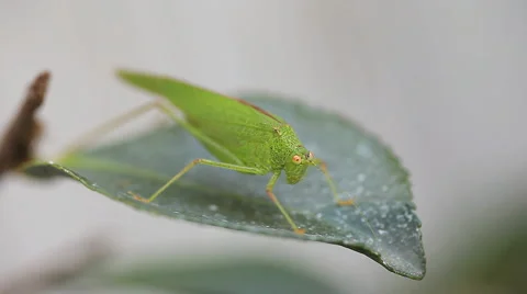 Adult katydid on a leaf Stock Footage 44792277