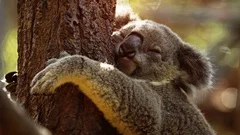 Funny Koala sleeps hugging a tree | Stock Video | Pond5