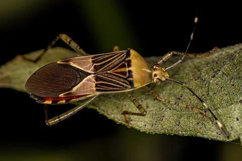 Adult Leaf-footed Bug Foto stock