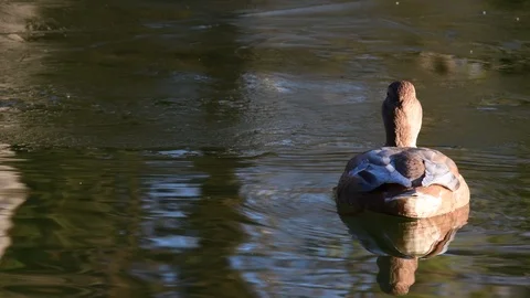 Adult leucistic female mallard duck (Anas Platyrhynchos) Stock Footage