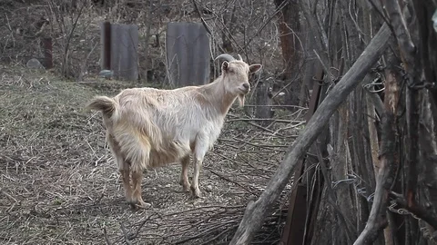 Billy Goat Long Hair Stock Photo 375513658  Shutterstock