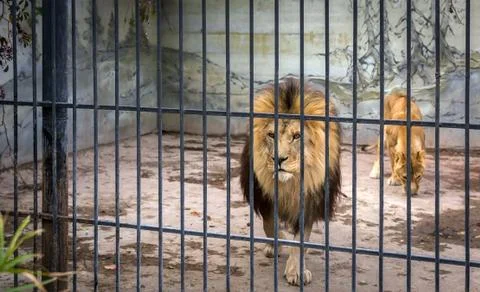 Adult lion with a mane in a cage. Stock Photos