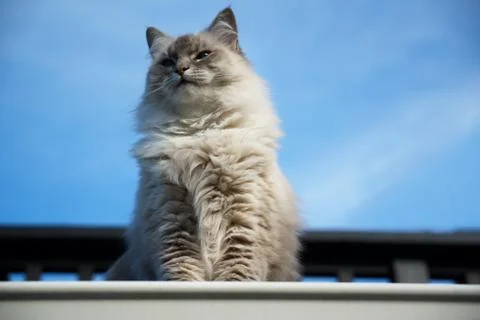 Adult lynx point cat sitting on the edge of a roof Stock Photos
