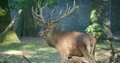 Adult majestic red deer male standing in sunny oak-forest 4k or 4k+ Resolution