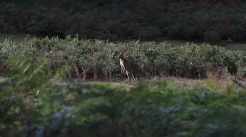 Adult male grey kangaroo hopping towards camera & then away Grampians Victoria Stock Footage