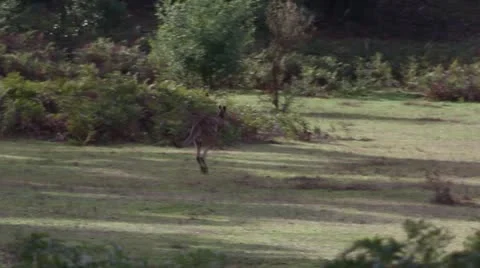 Adult male grey kangaroo hopping away Grampians Victoria Australia Stock Footage