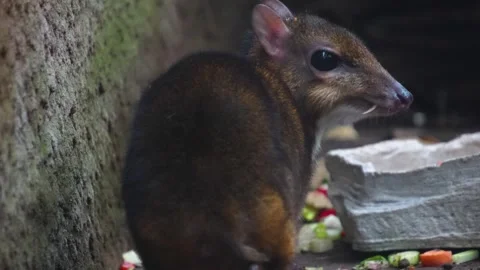 An adult male Java mouse-deer  Stock Footage 272307639