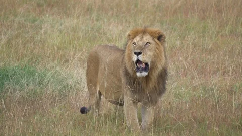 Adult Male Lion Standing in African Sava... | Stock Video | Pond5