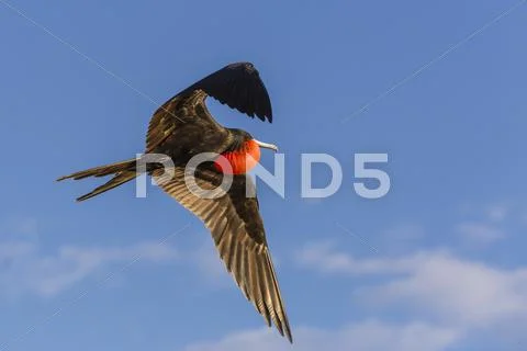 Adult male magnificent frigatebird (Fregata magnificens), San Gabriel Bay, Stock Photos