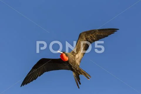 Adult male magnificent frigatebird (Fregata magnificens), San Gabriel Bay, Stock Photos