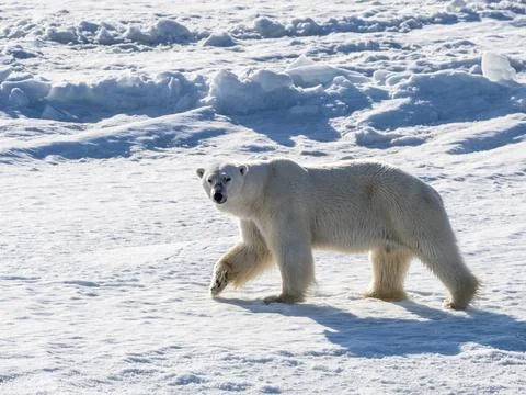 An adult male polar bear (Ursus maritimus) walking on the fast ice edge in Stock Photos