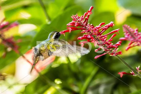 Adult male Xantus's hummingbird (Hylocharis xantusii), Todos Santos, Baja Stock Photos