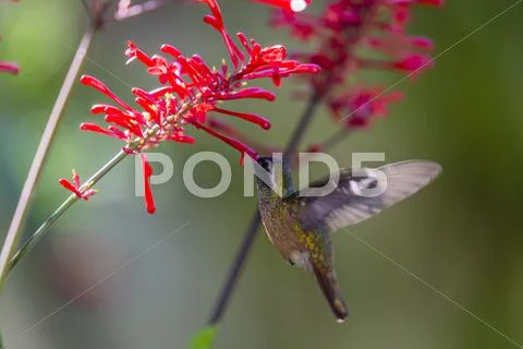 Adult male Xantus's hummingbird (Hylocharis xantusii), Todos Santos, Baja Stock Photos