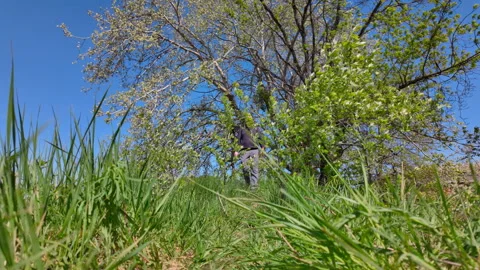Adult Man Walking On Path In Spring Park Under Blue Sky Stock Footage 335203569