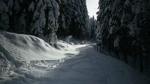 Adult man walking in pristine illuminated forest, Slovenia Stock Footage 146380853