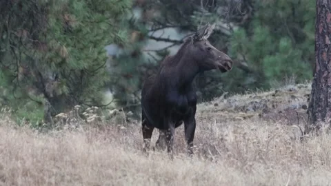 Adult Moose Looking at Camera Stock Footage 182628641