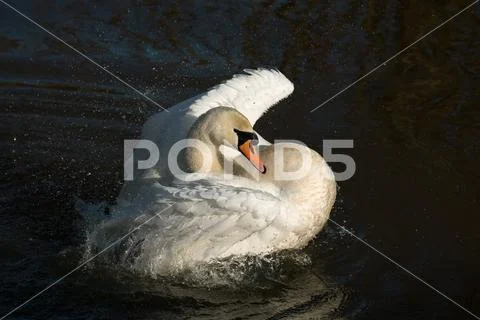 Adult Mute Swan bathing in River. Stock Photos