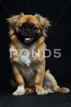 Adult Pekingese In Sitting Position Close Up Studio Isolated Shot Stock Photos