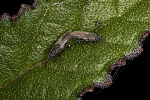 Adult Pentatomomorph Bug Foto stock