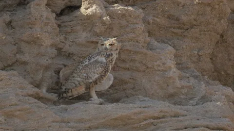Adult Pharaoh Eagle-Owl Perched in Sandy Rock Crevice Turning Its Head 4K Stock Footage 340293563