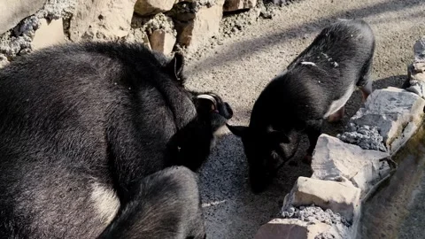 Adult pig resting on the ground while a piglet sniffs stones nearby inside a Stock Footage 327491863