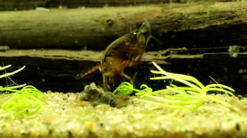 Adult Predaceous Diving Beetle (Graphoderus perplexus) underwater Video stock 302947502