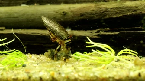 Adult Predaceous Diving Beetle (Graphoderus perplexus) underwater Video stock 302947518