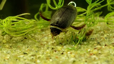 Adult Predaceous Diving Beetle (Graphoderus perplexus) underwater Video stock 302947546