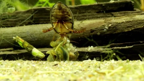 Adult Predaceous Diving Beetle (Graphoderus perplexus) underwater Video stock 302947554