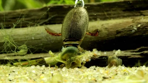Adult Predaceous Diving Beetle (Graphoderus perplexus) underwater Video stock 302947555