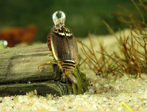 Adult predaceous diving beetle (Graphoderus perplexus)  Stock Photos