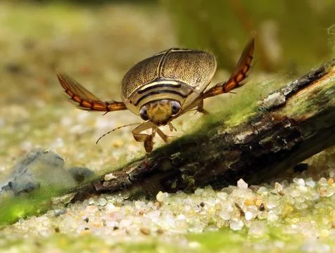 Adult predaceous diving beetle (Graphoderus perplexus)  Stock Photos