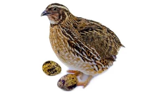 Adult quail with eggs Stock Photos