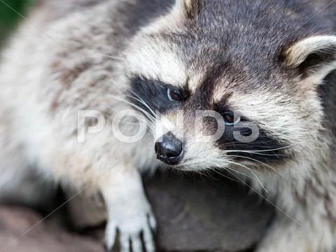 Adult racoon on a tree Stock Photos