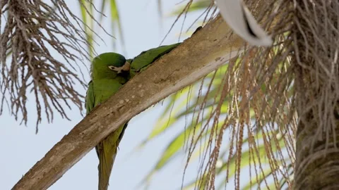Adult Red shouldered Macaw Stock Video Pond5