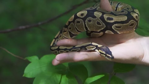 An adult royal python in human hands. Tame a wild animal. Stock-Footage 157677577
